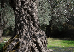 olive tree